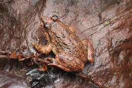 Limnonectes taylori Matsui, Panha, Khonsue & Kuraishi 2010的圖片