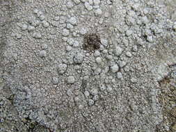 Image of California pore lichen