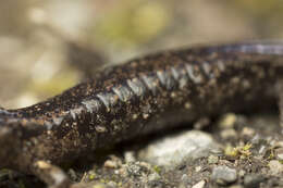 Image of Wandering Salamander