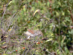 Image of Common Whitethroat