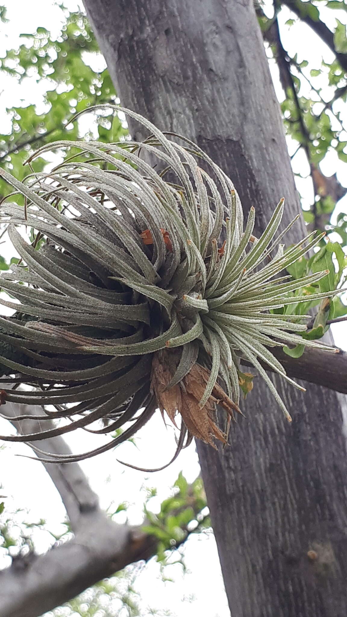 Image of Tillandsia atroviridipetala Matuda