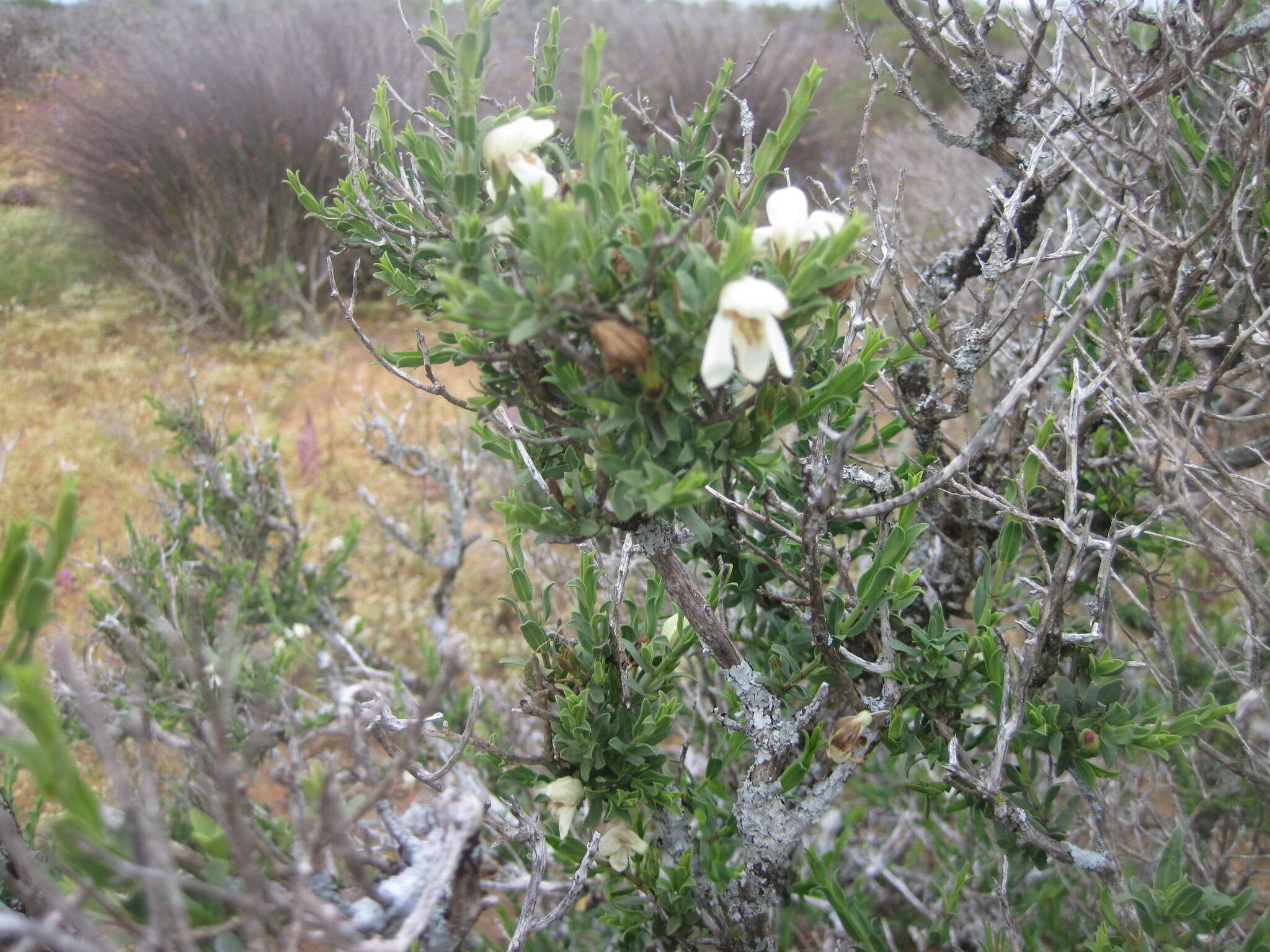 Image of Justicia cuneata Vahl