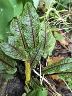 Image of <i>Rumex <i>sanguineus</i></i> var. sanguineus