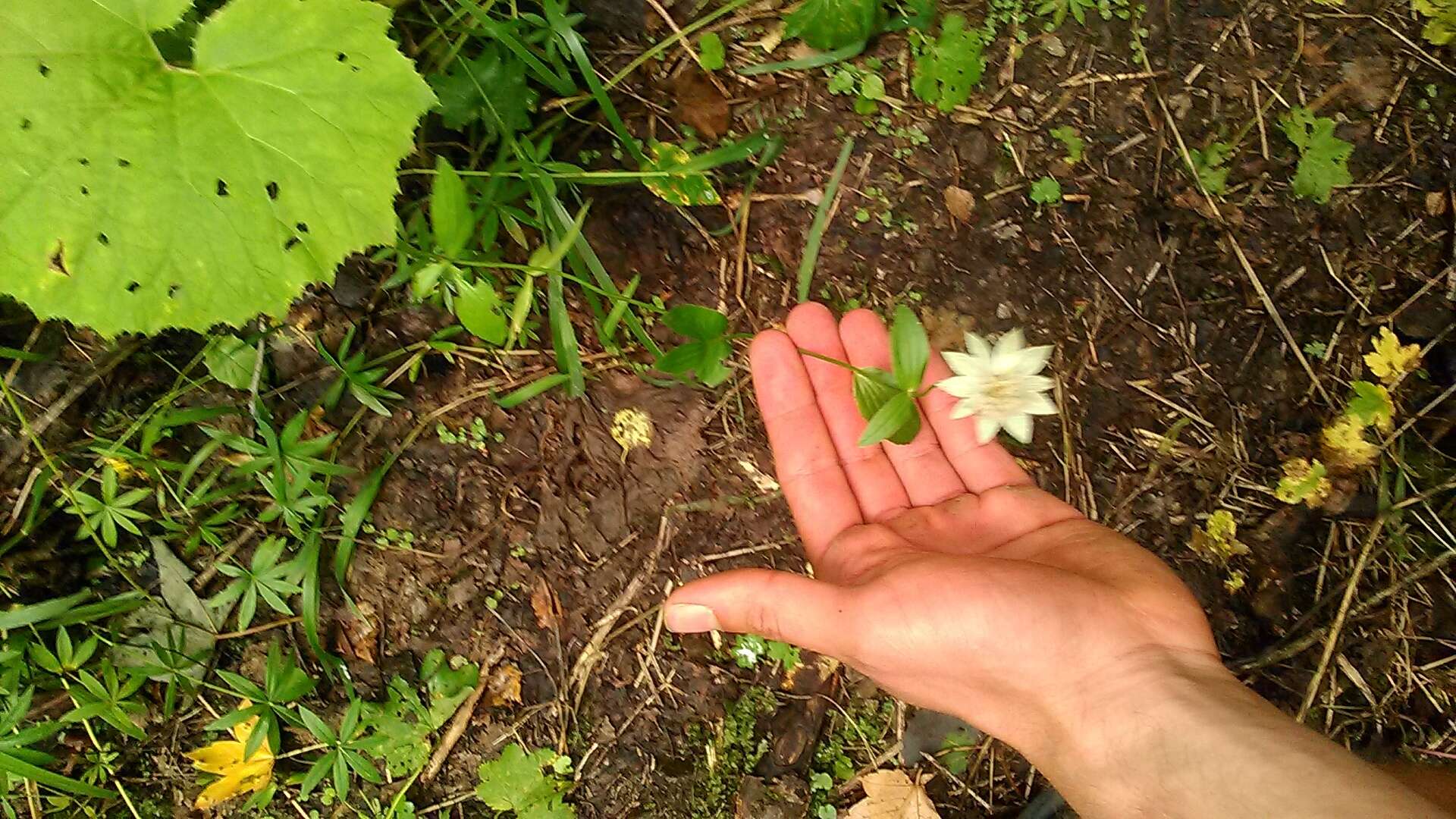 Imagem de Astrantia maxima Pall.