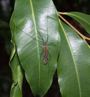 Image of Leptotarsus (Macromastix) luteisubcostatus (Alexander 1934)