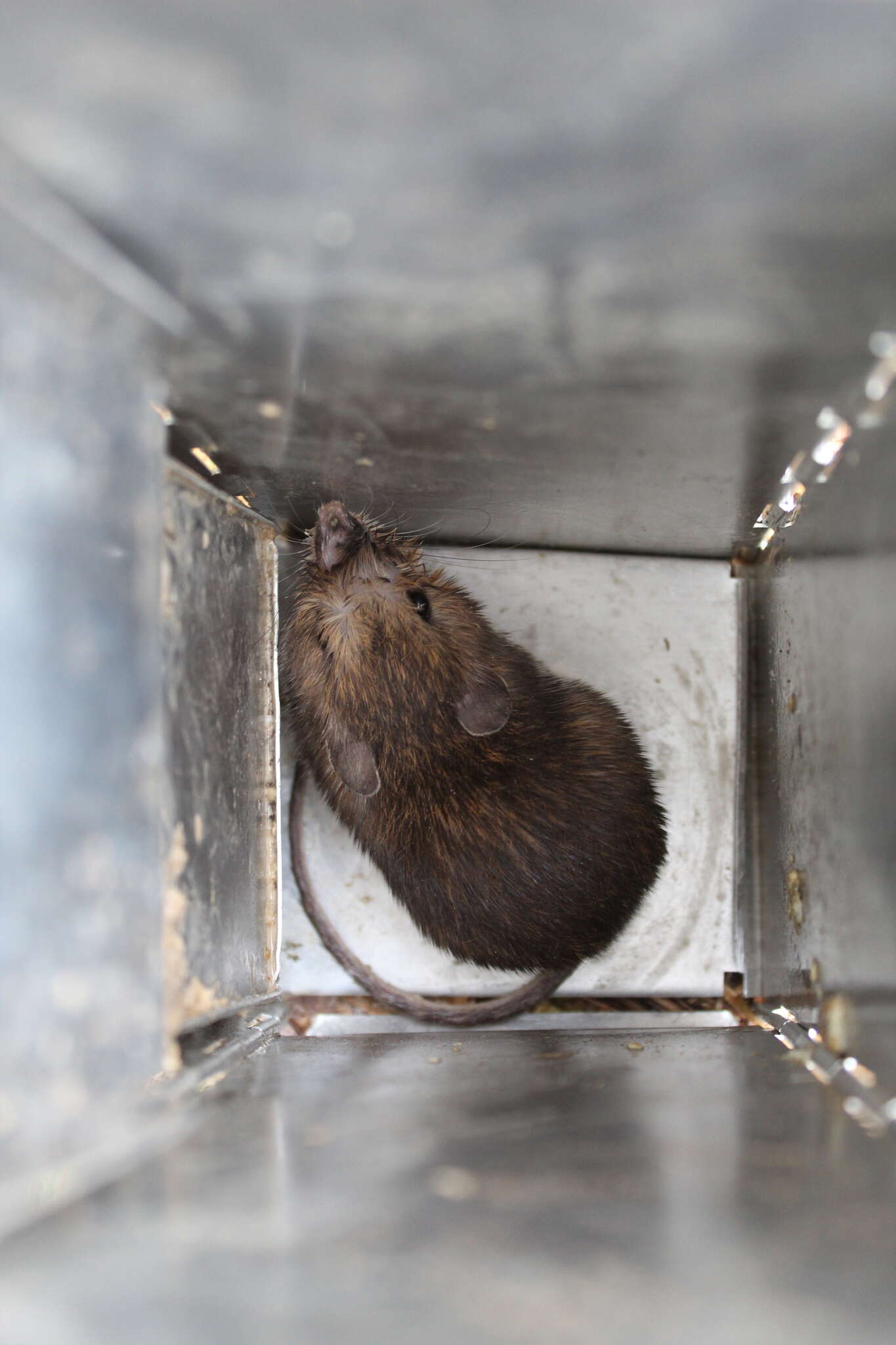 Image of Desmarest's Spiny Pocket Mouse