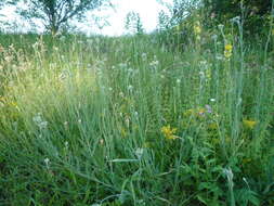 Plancia ëd Pilosella echioides subsp. echioides