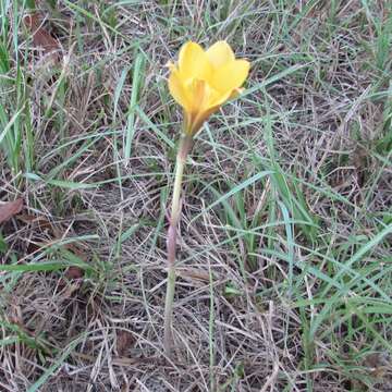 Imagem de Zephyranthes puertoricensis Traub