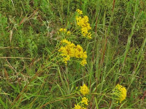 Image of Solidago nitida Torr. & A. Gray