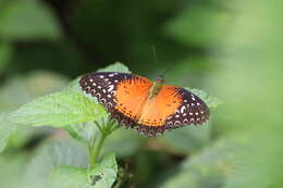 Imagem de Cethosia biblis perakana Fruhstorfer 1902