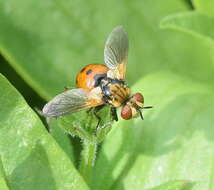 صورة Gymnosoma dolycoridis Dupuis 1961