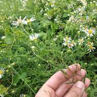 Image de Symphyotrichum trilineatum (Sch. Bip. ex Klatt) G. L. Nesom