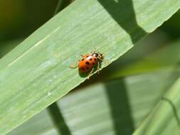 Image of 13-spot ladybird