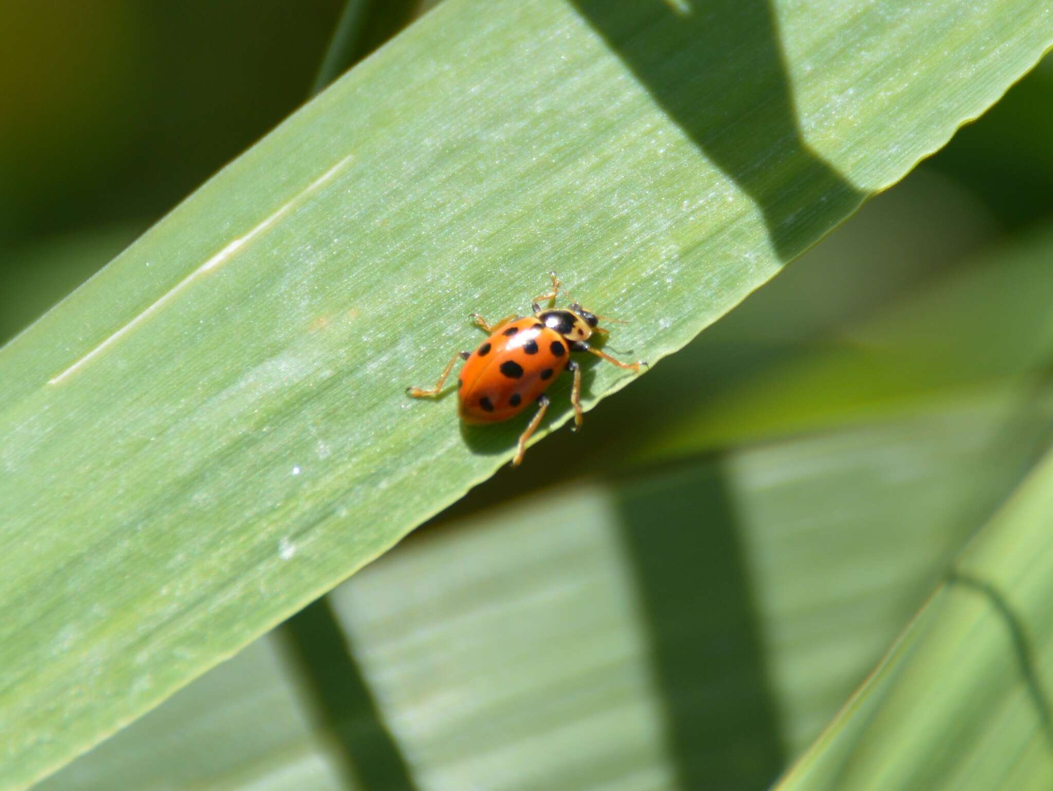 Image of 13-spot ladybird