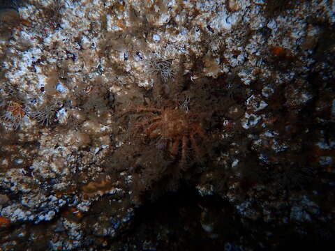 Image of graceful decorator crab