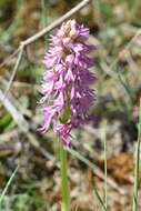 Image of Orchis bivonae Tod.