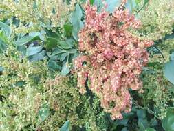 Imagem de Rumex lunaria L.