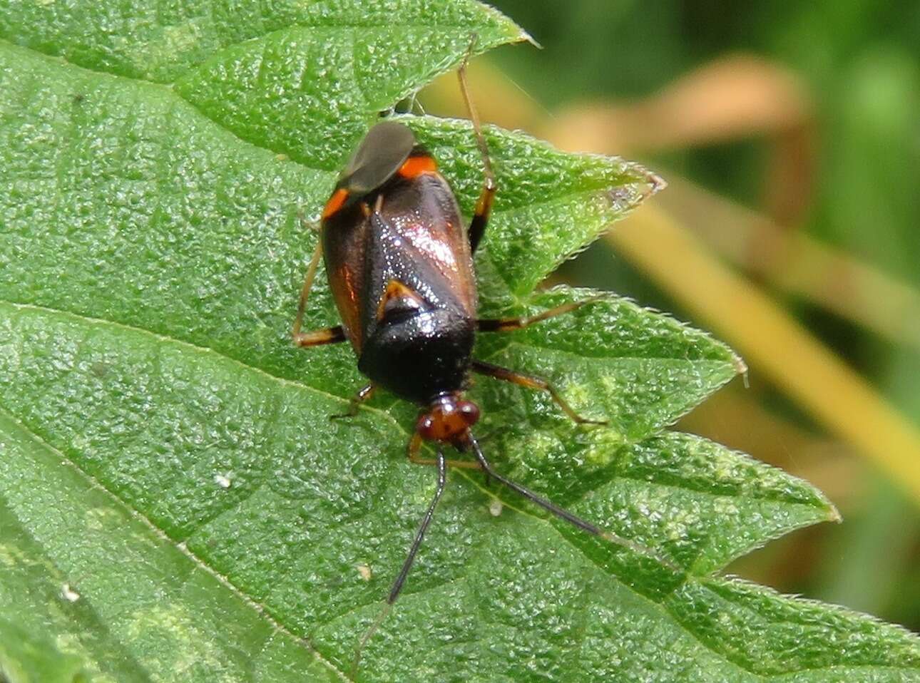 Image of red capsid bug