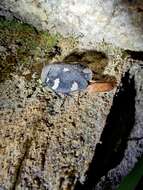 Image of Indian Domino Cockroach