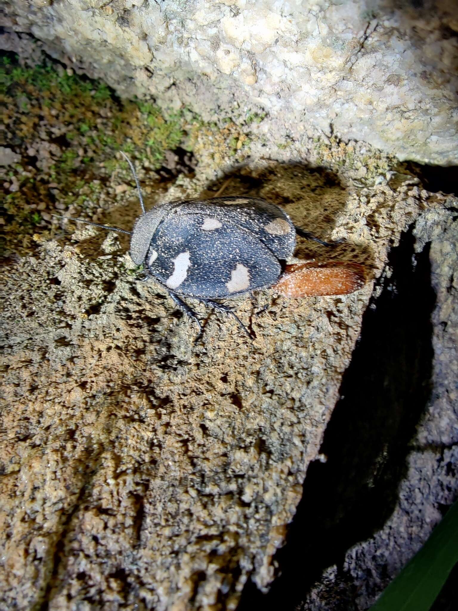 Image of Indian Domino Cockroach
