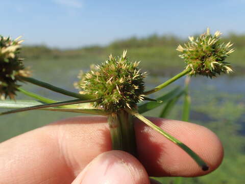 Слика од Cyperus blepharoleptos Steud.