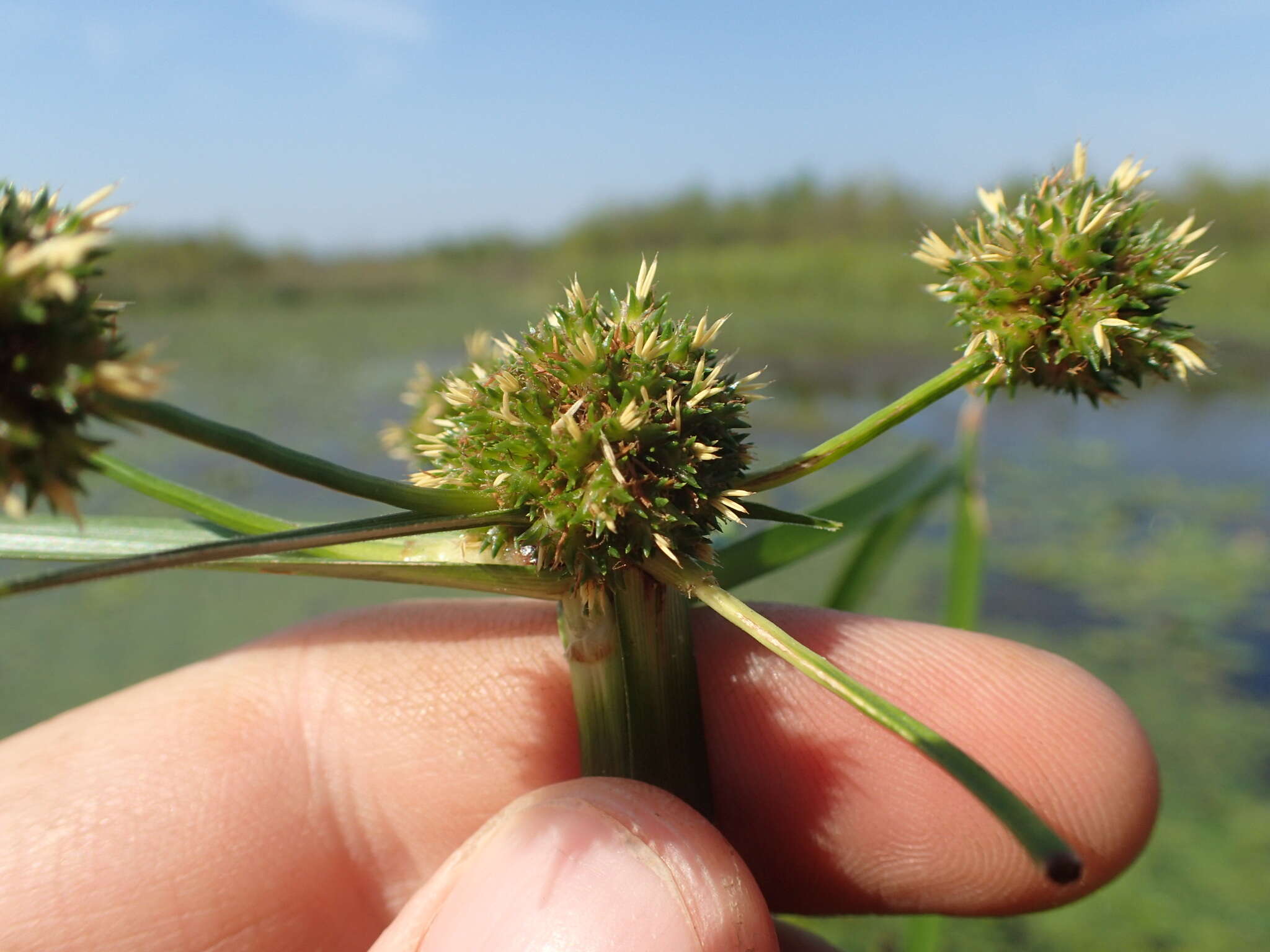 Image of Cuban-Bulrush