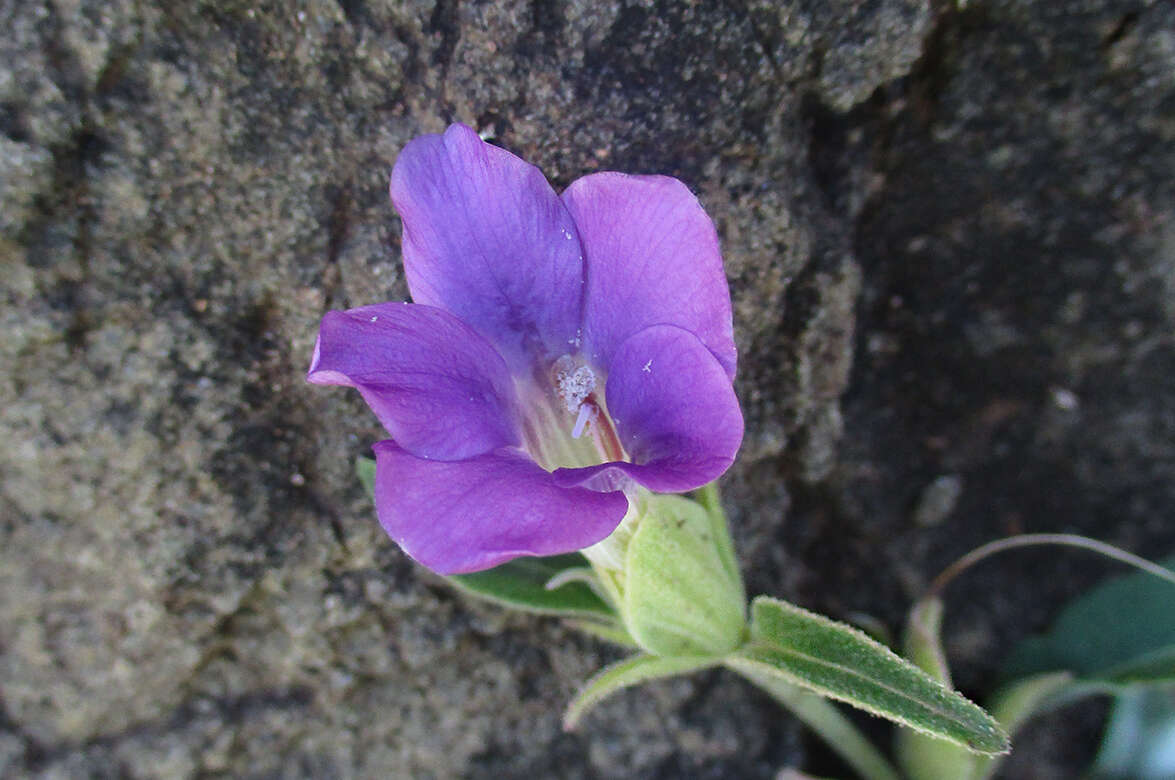 Image of Barleria lancifolia T. Anders.