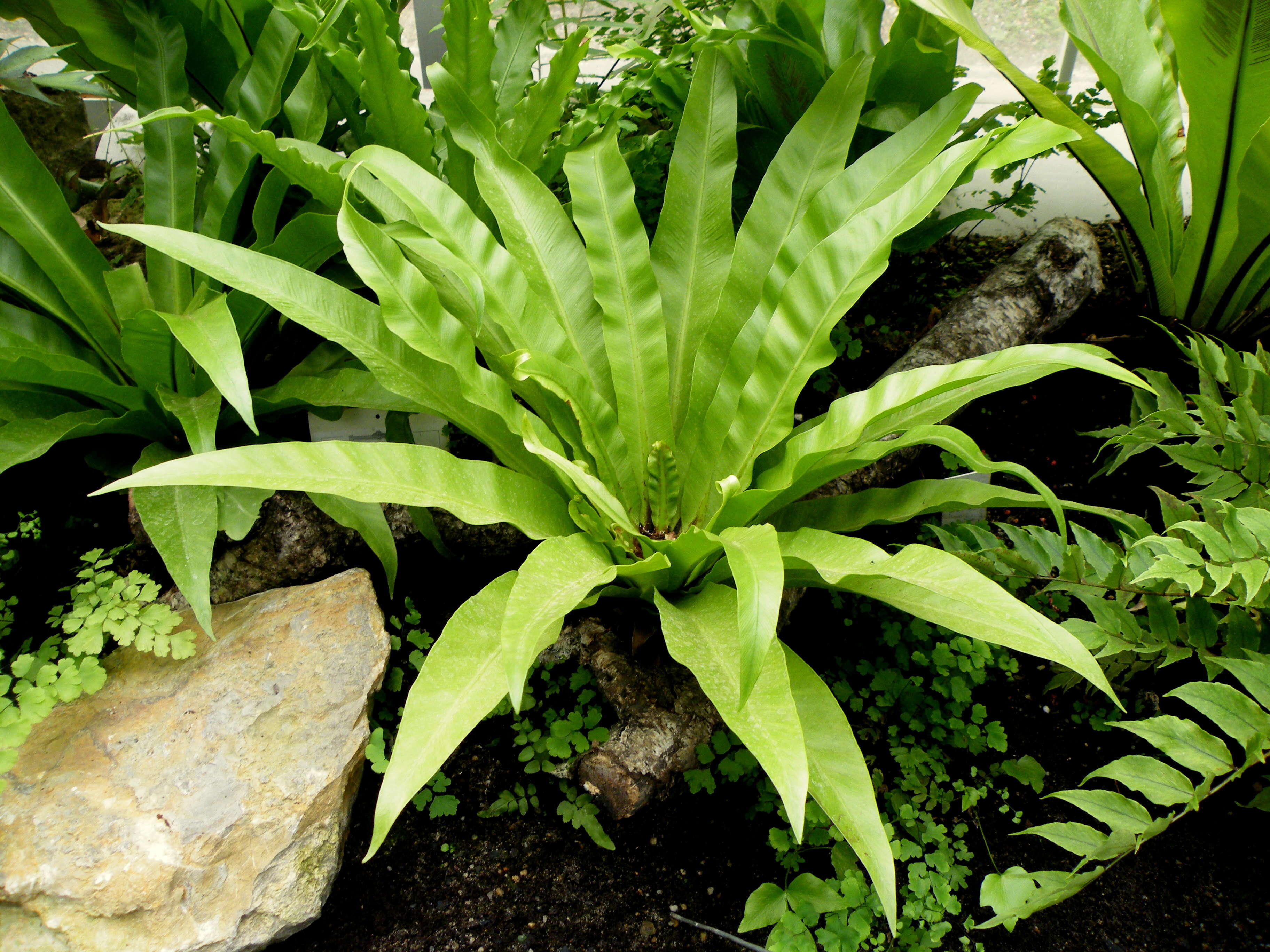 Слика од Asplenium nidus L.