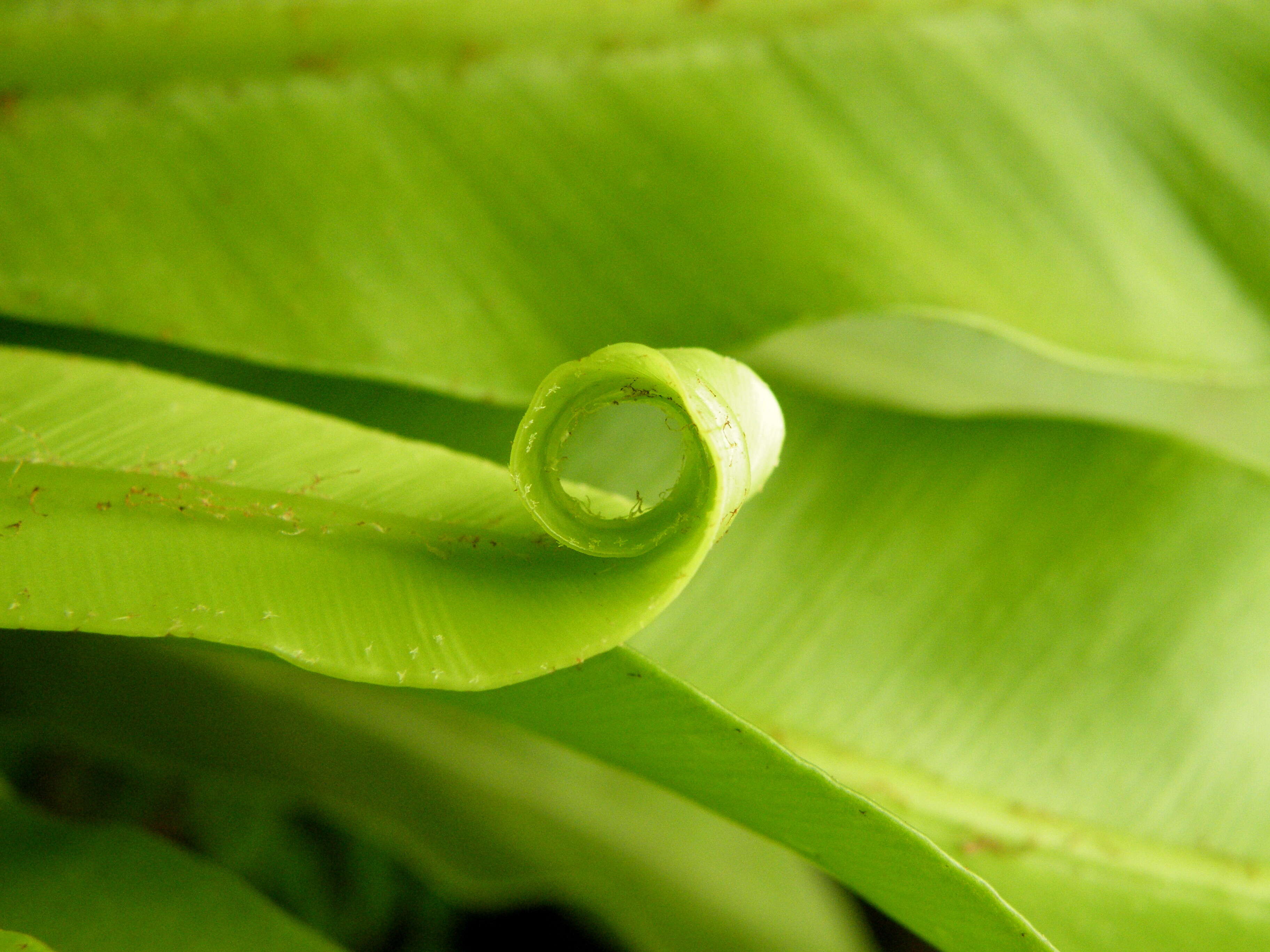 Слика од Asplenium nidus L.