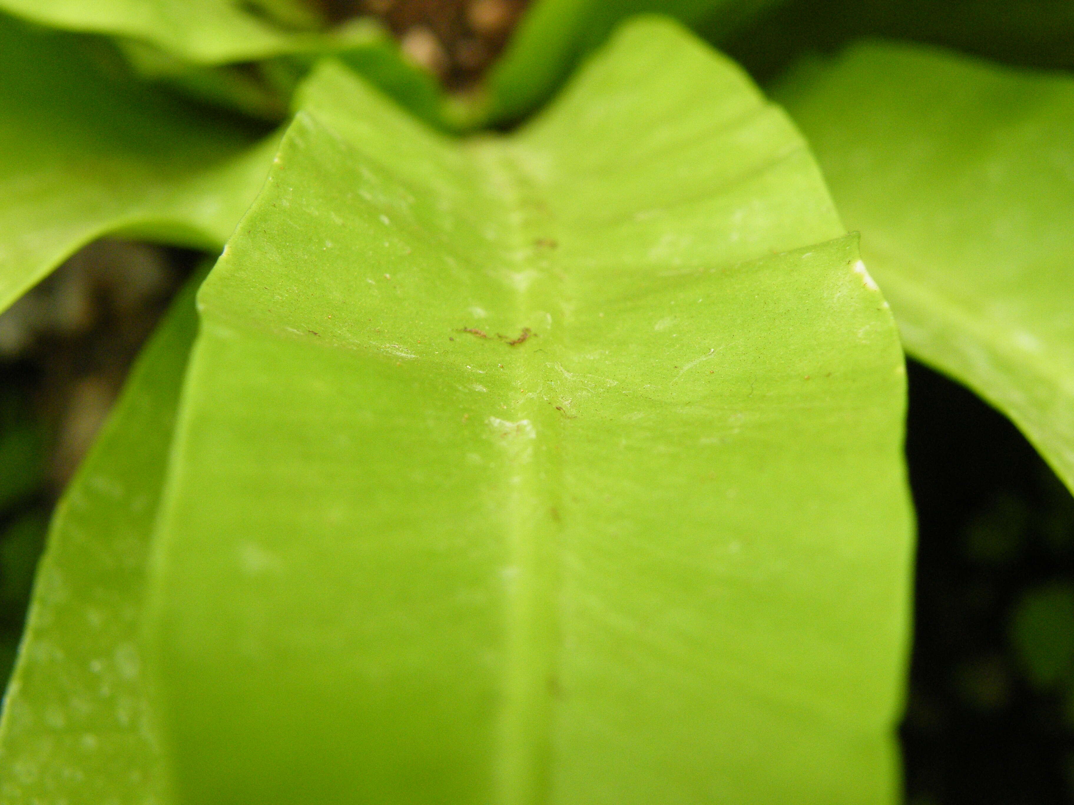 Слика од Asplenium nidus L.