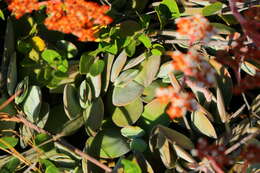 Image of Crassula swaziensis Schönl.