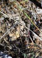 Image of Pterostylis spathulata M. A. Clem.