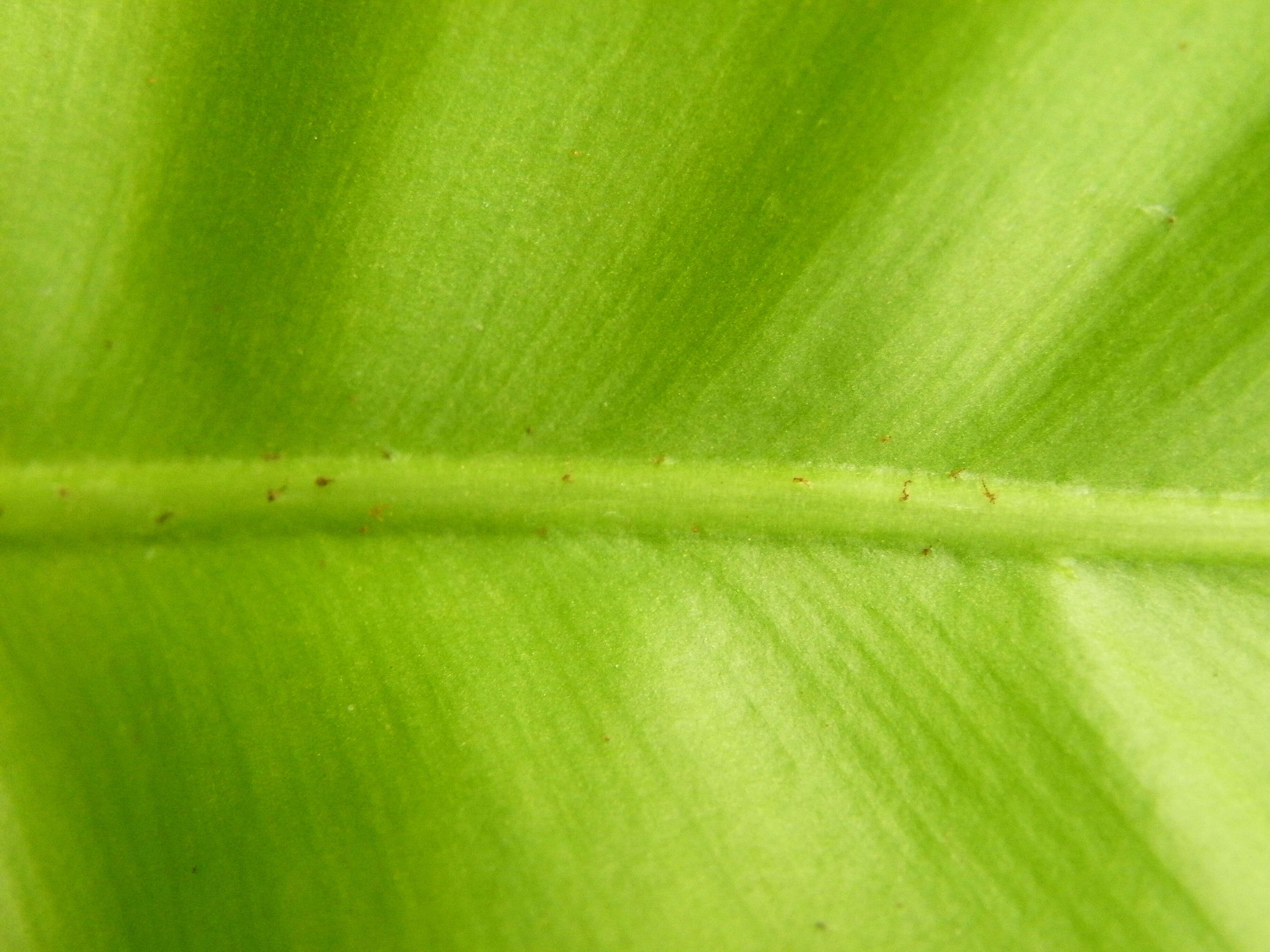 Слика од Asplenium nidus L.