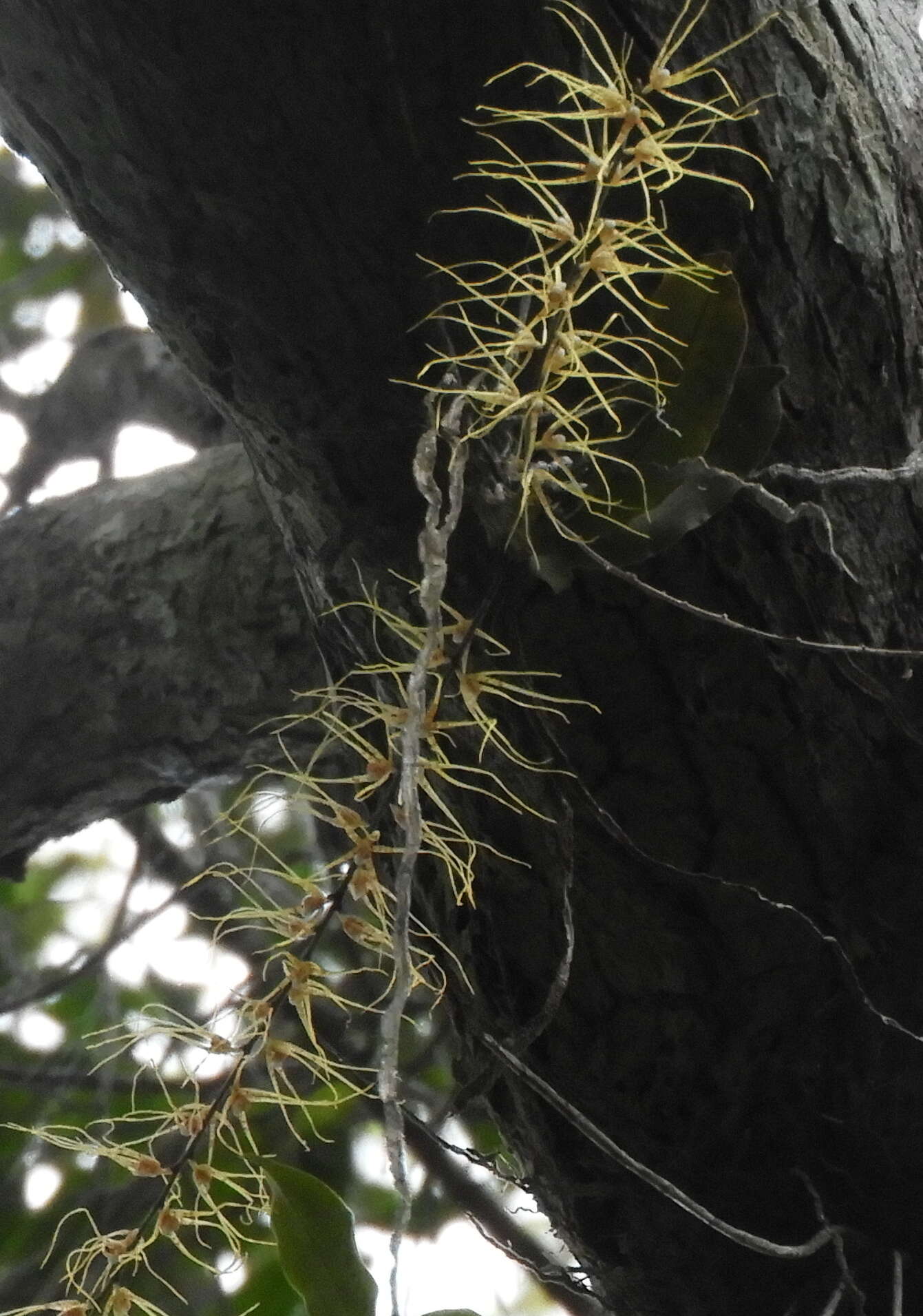 Image of Rhinerrhiza divitiflora (F. Muell. ex Benth.) Rupp