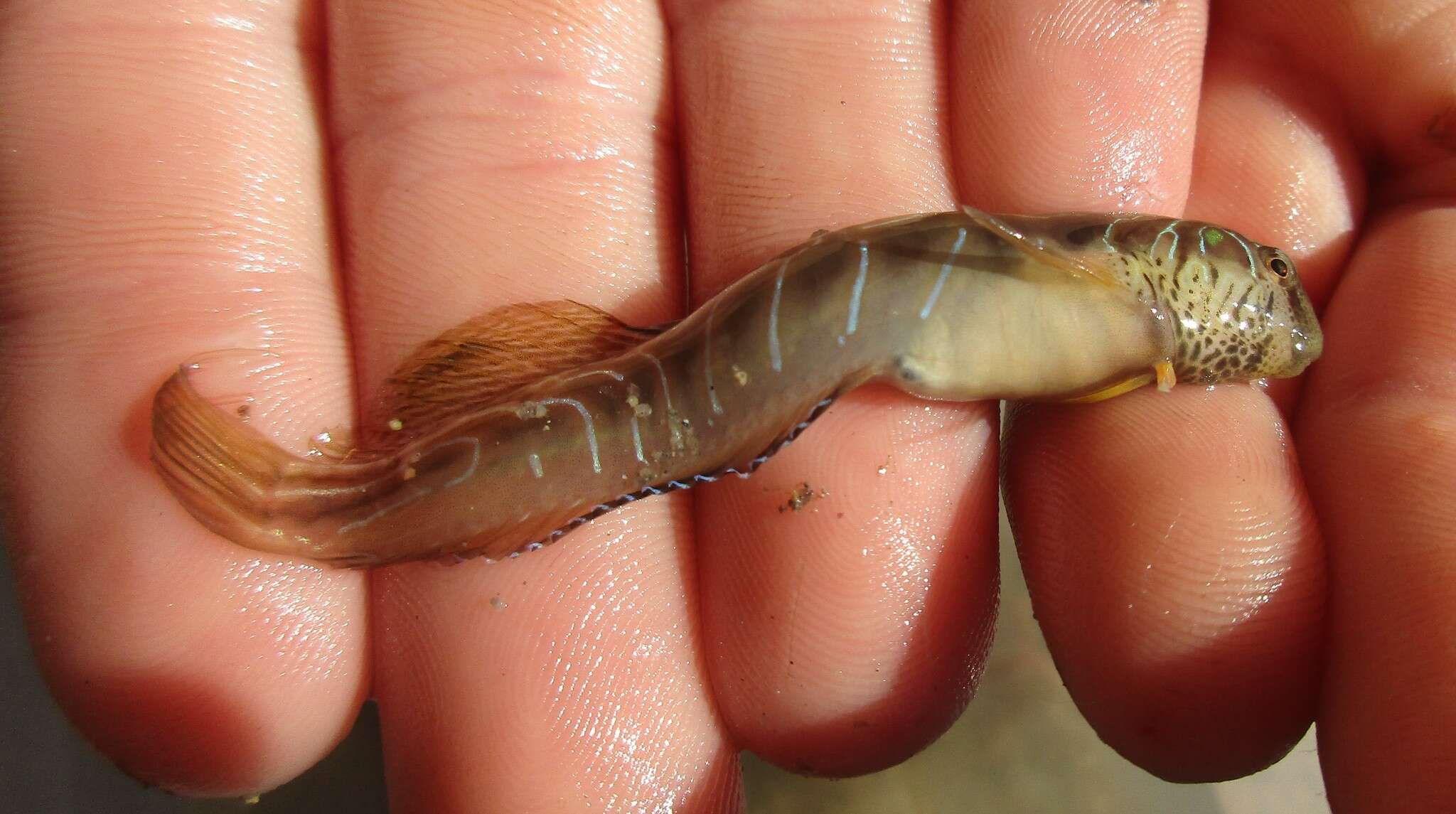 Image of Rotund blenny