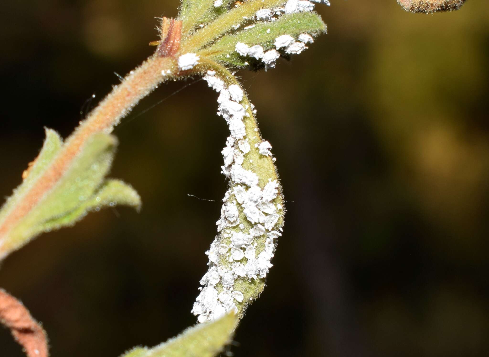 Image of Orthezia urticae (Linnaeus 1758)