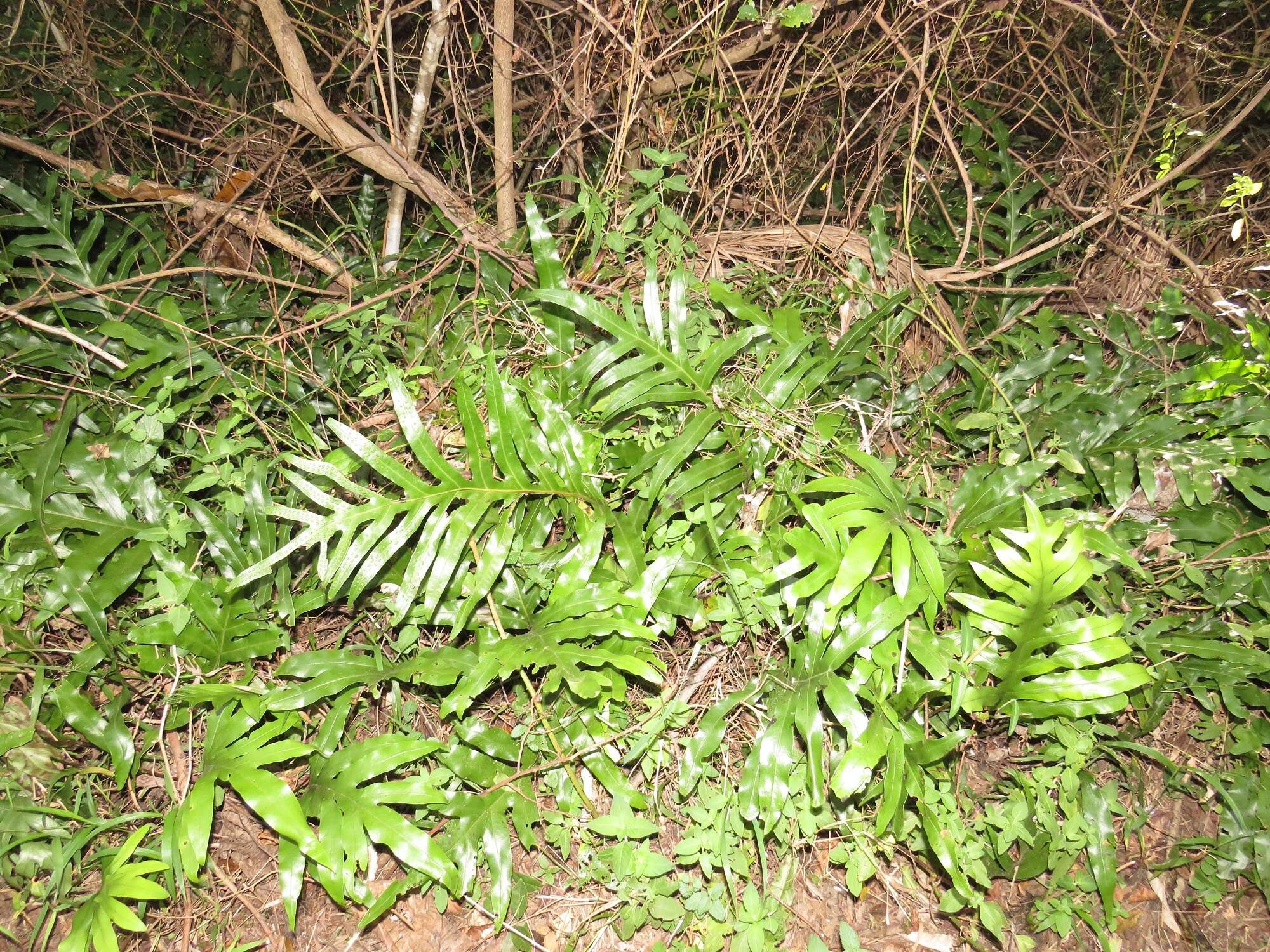 Image of monarch fern