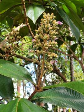 Image of Miconia tomentosa (Rich.) D. Don