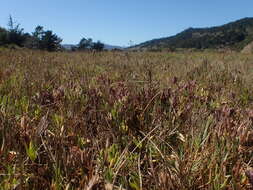 Image of Pt. Reyes bird's-beak