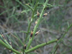 صورة Genista fasselata Decne.