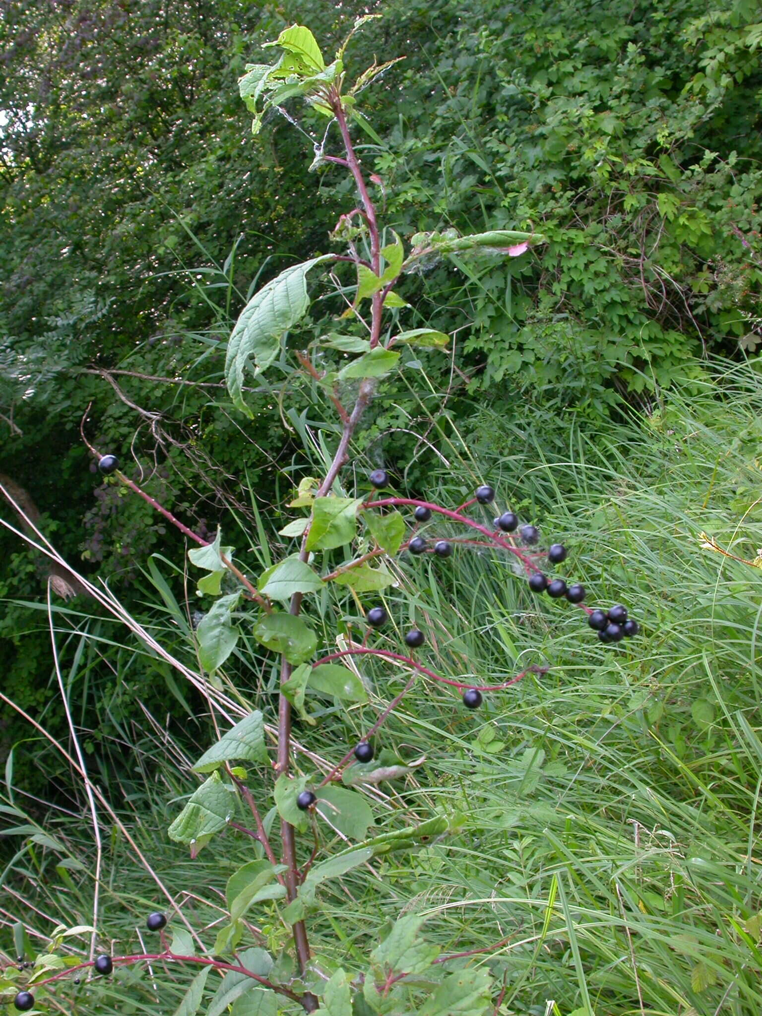 Image of Prunus padus subsp. borealis (A. Blytt) Nyman