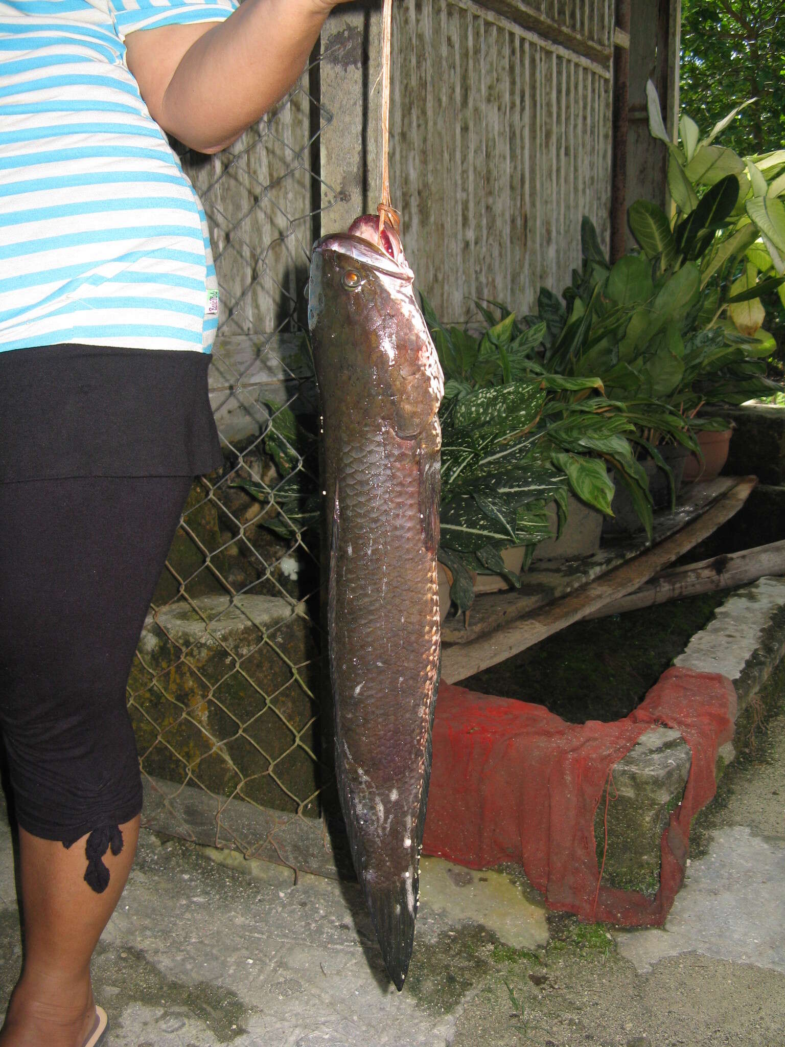 Image de Tête de serpent strié