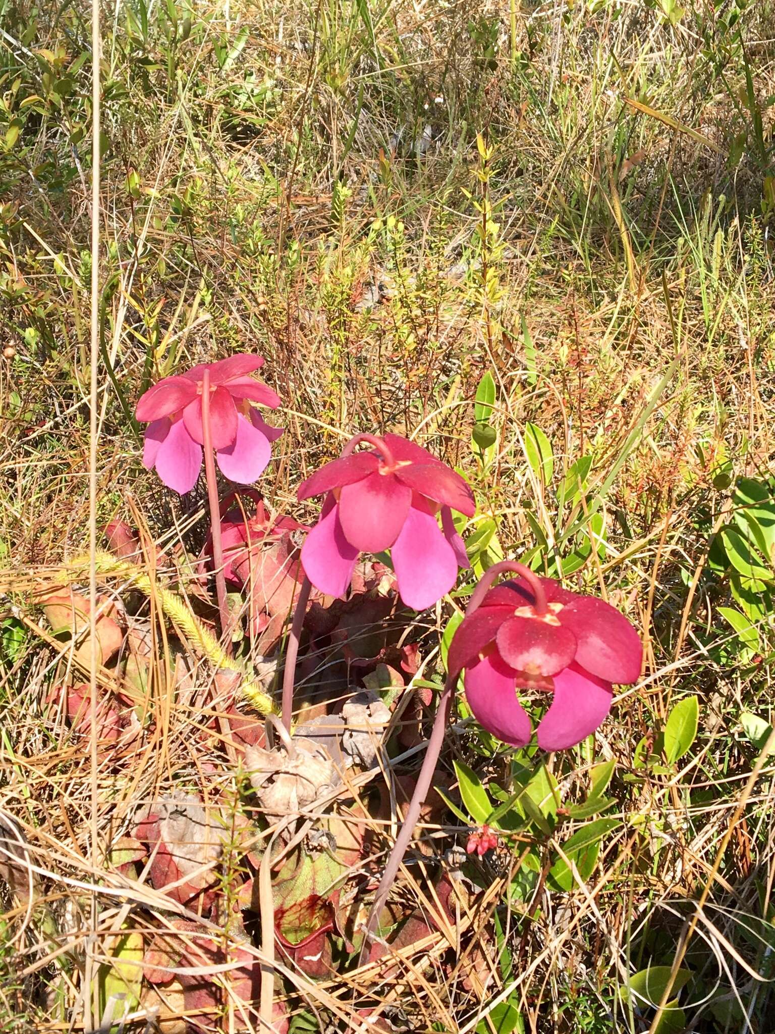 Image of Rosy Pitcherplant