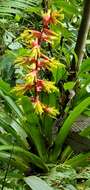 صورة Guzmania xanthobractea Gilmartin