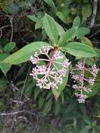 Слика од Medinilla formosana Hayata