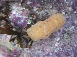 Image of grey sea slug