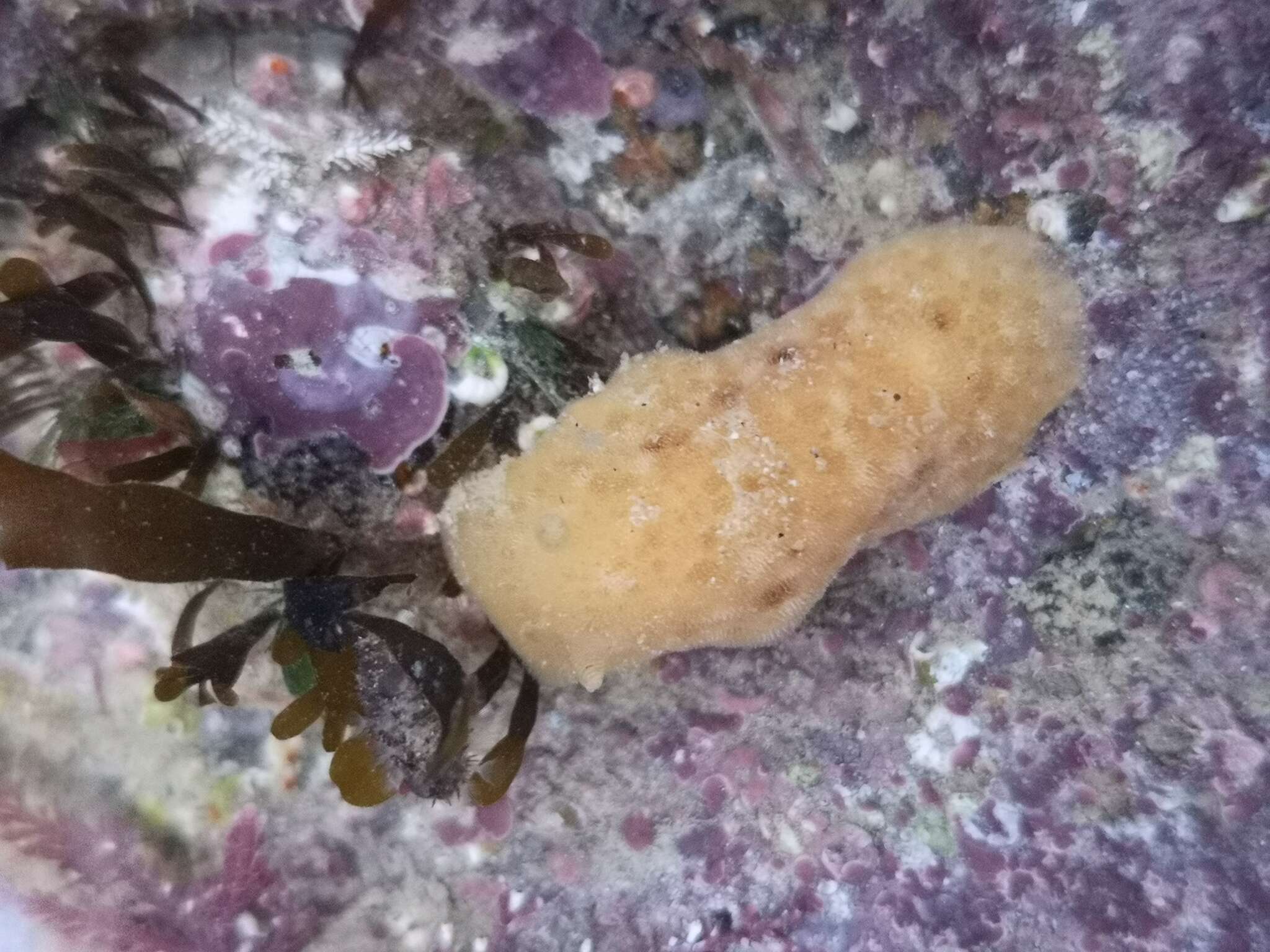 Image of grey sea slug