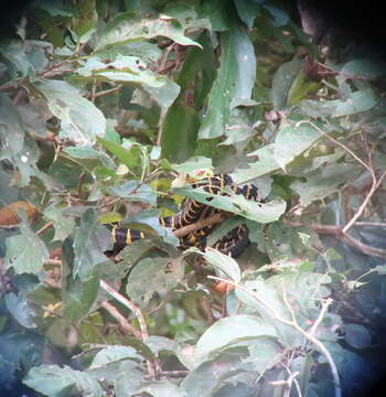 Image of Gold-ringed Cat snake