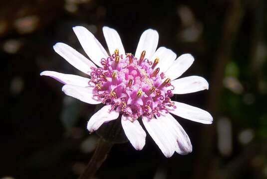 صورة Senecio varicosus L. fil.