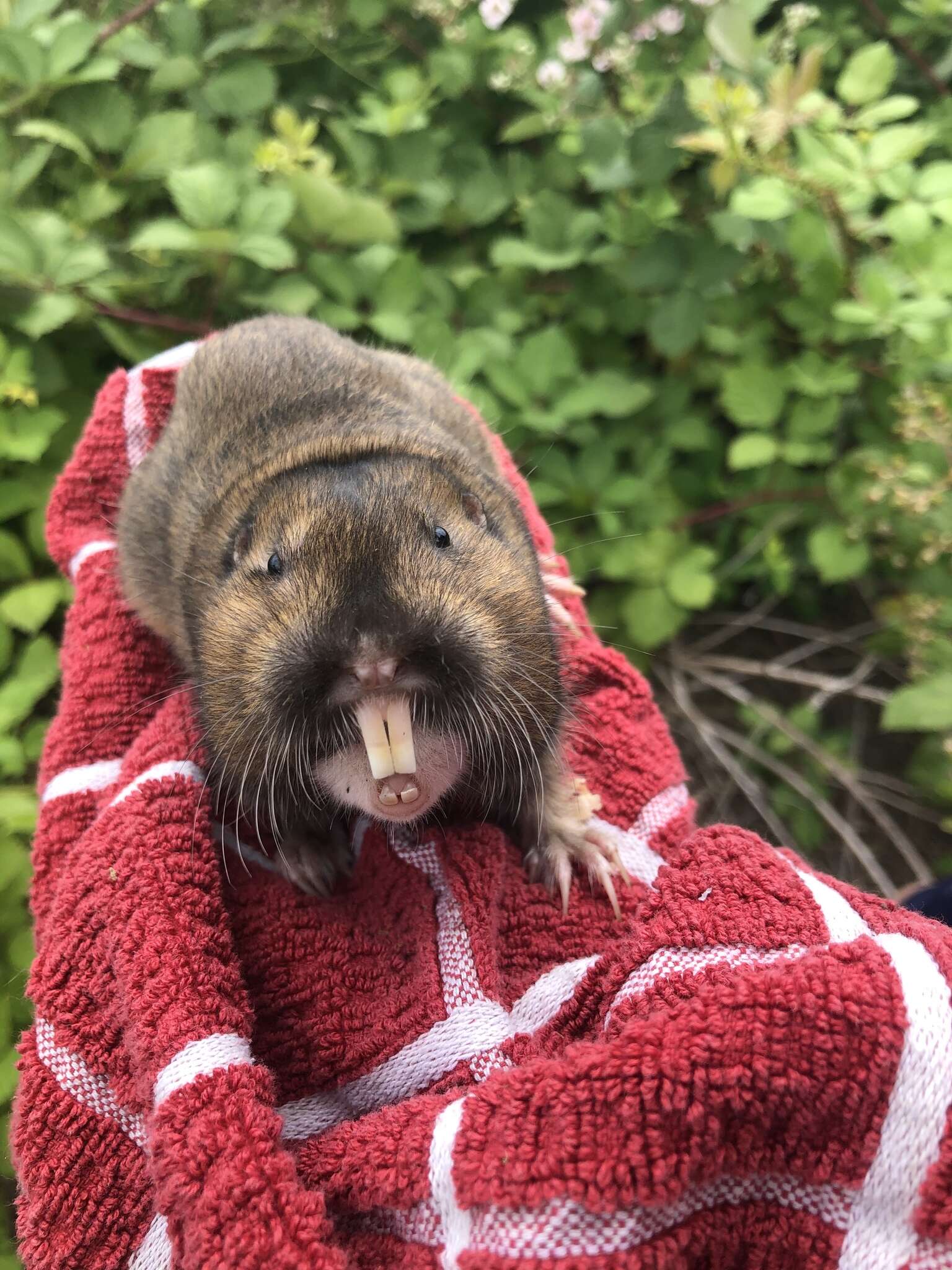 north american gopher